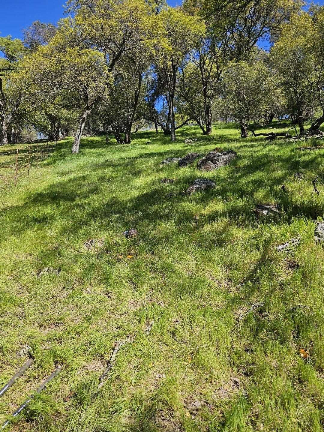 Grassed and wooded section of the property