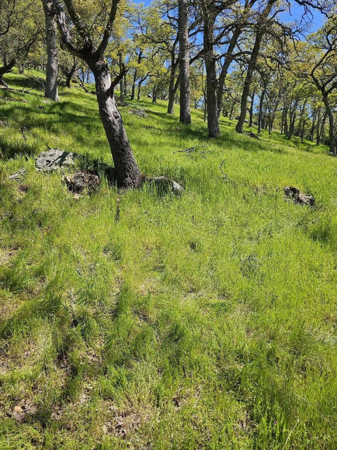 Wooded hillside with grass
