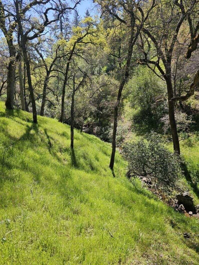 Wooded sloped terrain